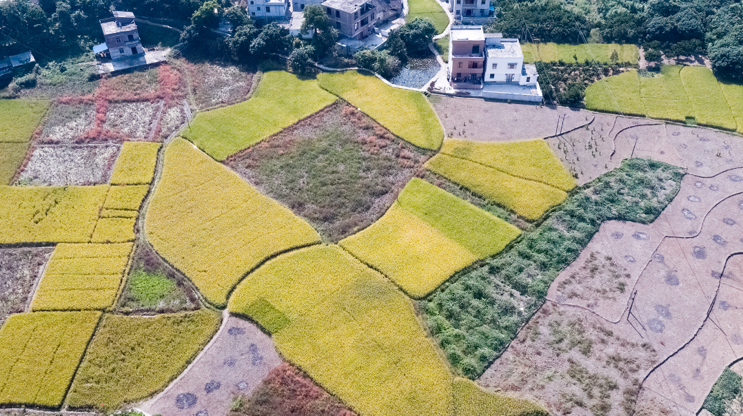 飛閱新農(nóng)村：寶珠大用大地色彩--黎鎮(zhèn)芳.png